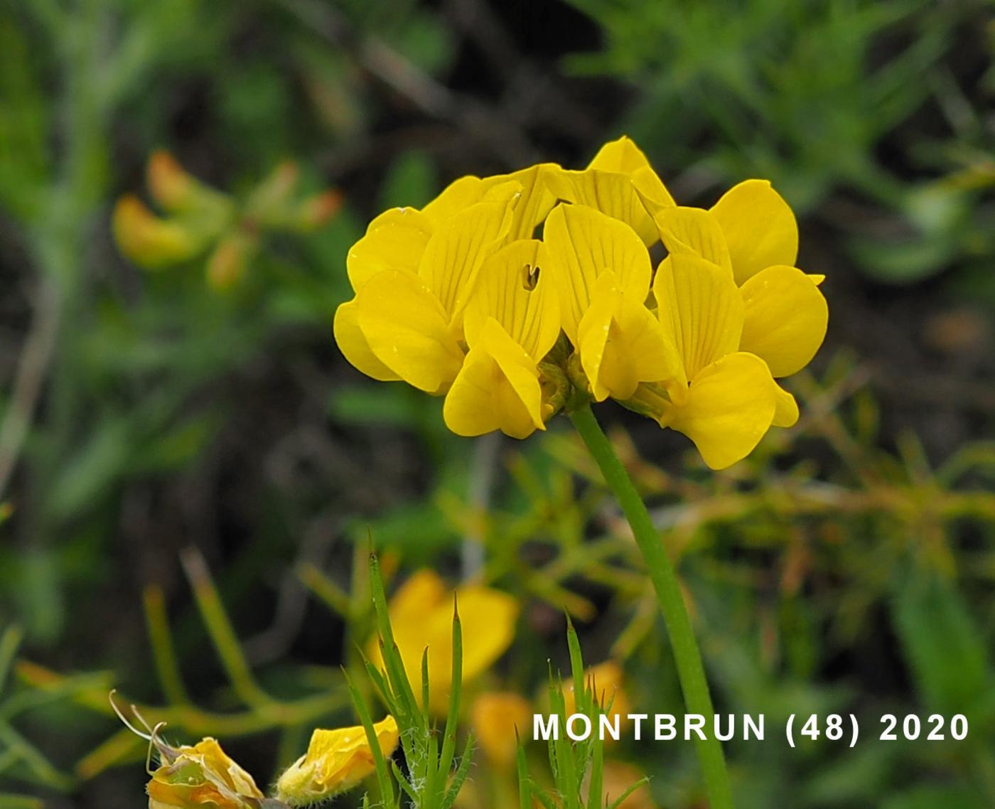 Gorse, Spanish flower